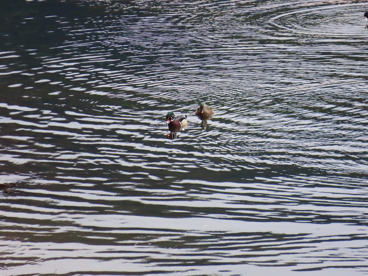 Ahate karolinarra - ML647337076