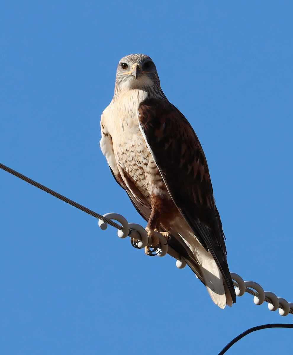 kongevåk - ML647337077