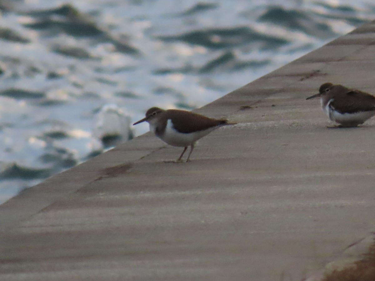 磯鷸 - ML647337091