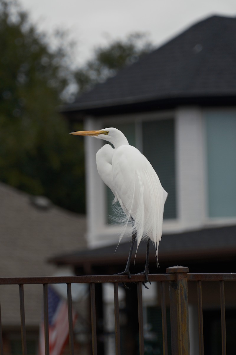 Great Egret - ML647337092