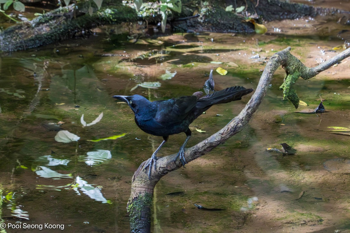 Great-tailed Grackle - ML647337100