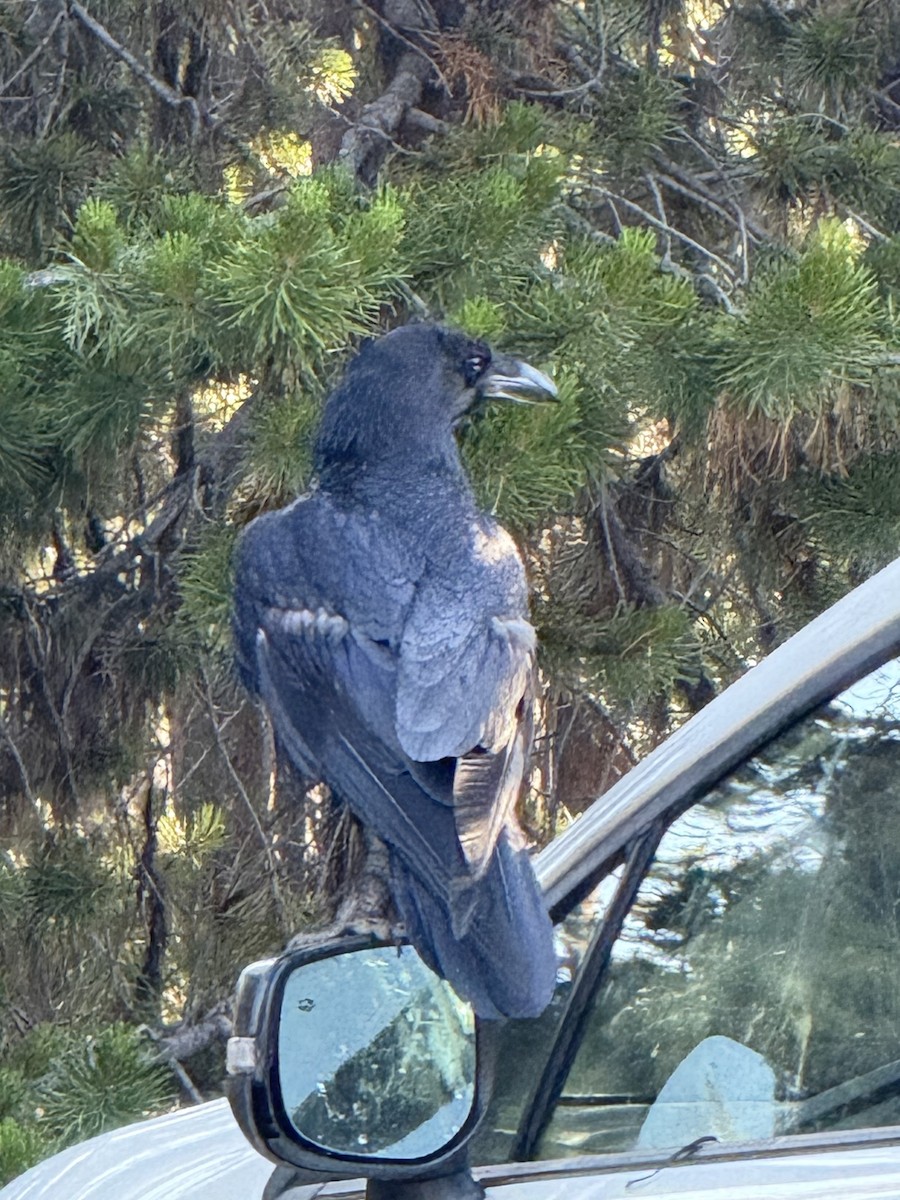 Common Raven - ML647337103