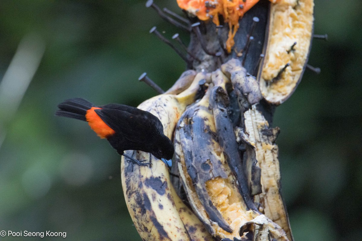 Scarlet-rumped Tanager - ML647337105