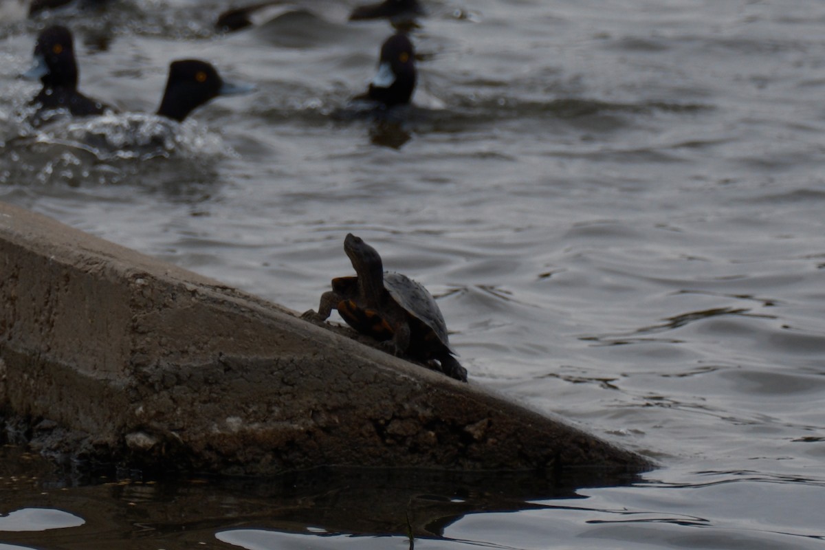 Reptiles - ML647337116