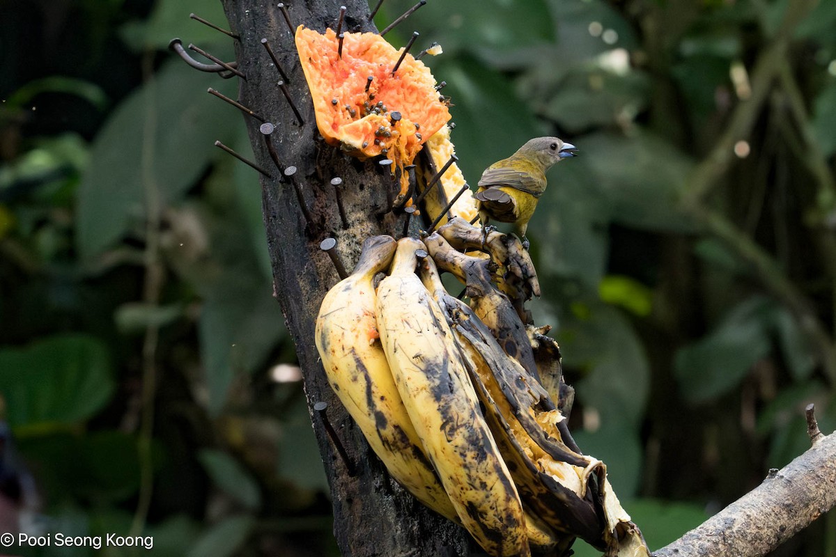 Scarlet-rumped Tanager - ML647337118