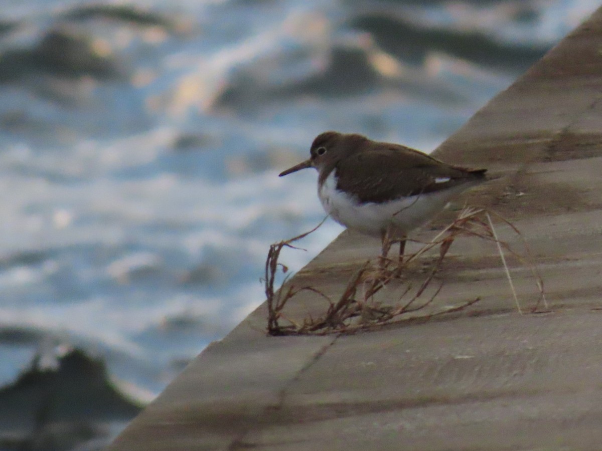 磯鷸 - ML647337120