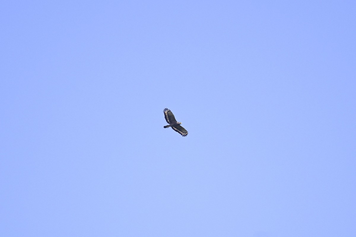 Хохлатый змееяд - ML647337123