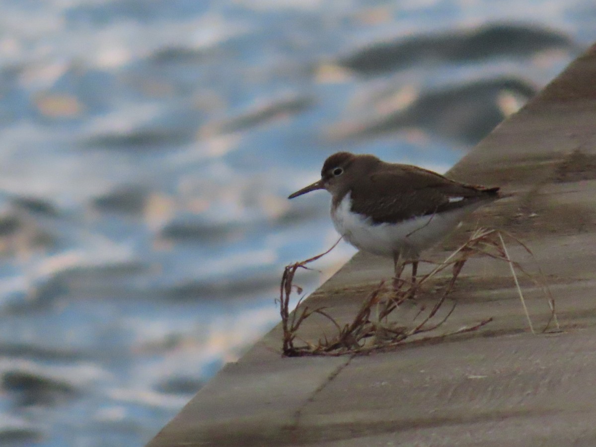 磯鷸 - ML647337124