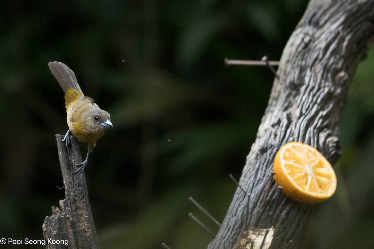 Scarlet-rumped Tanager - ML647337127