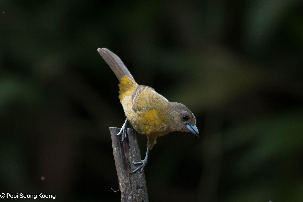 Scarlet-rumped Tanager - ML647337128