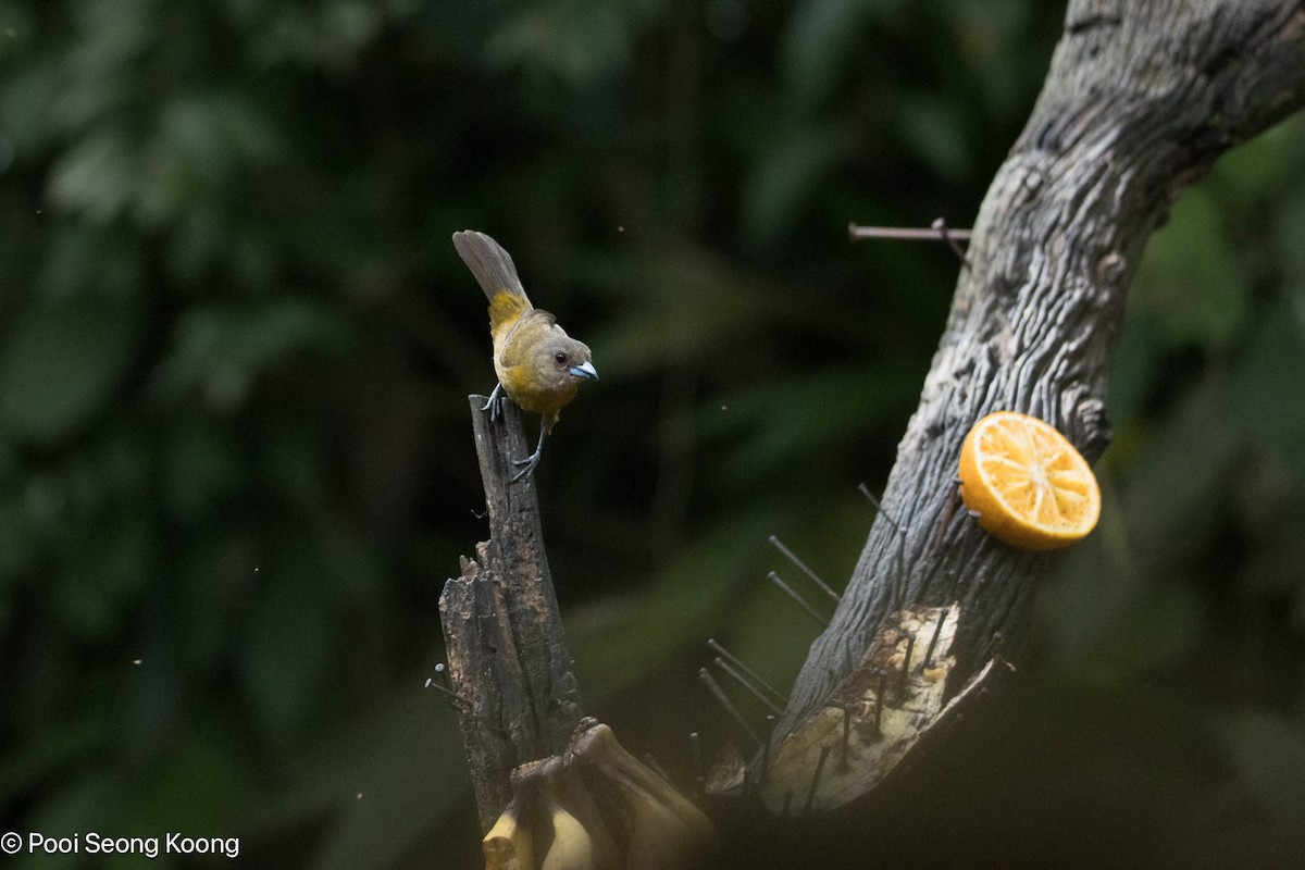 Scarlet-rumped Tanager - ML647337130