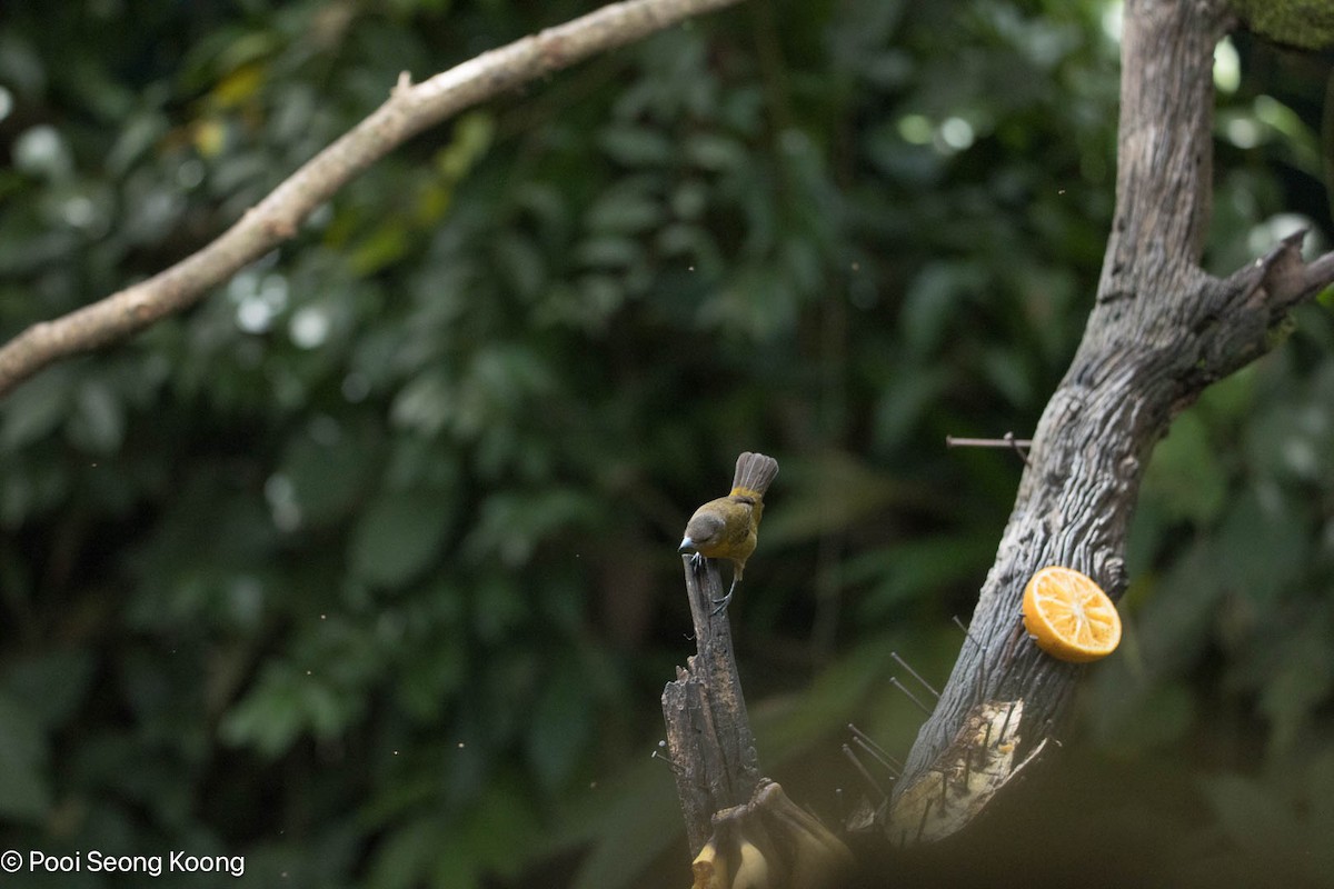 Scarlet-rumped Tanager - ML647337131