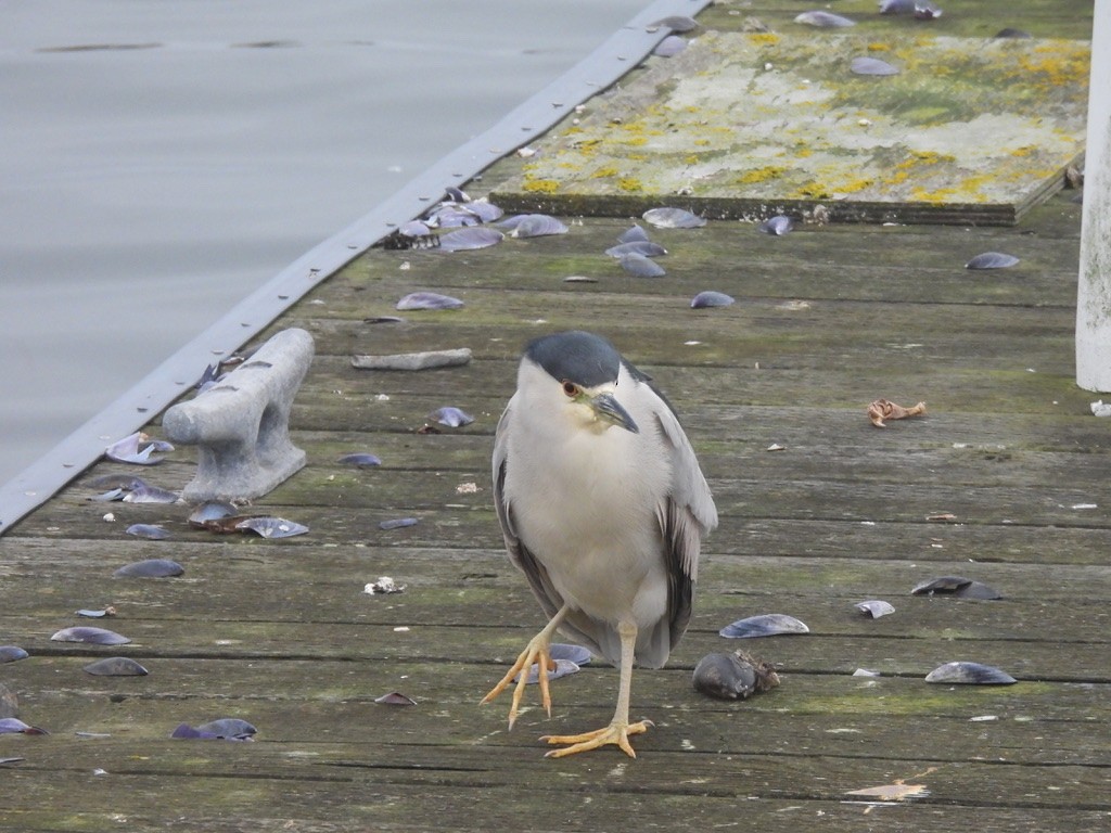 Nachtreiher - ML647337136