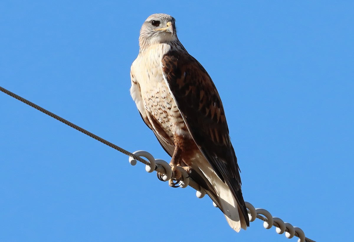 kongevåk - ML647337138