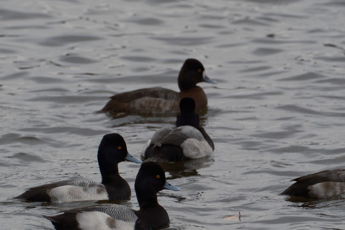 Lesser Scaup - ML647337144