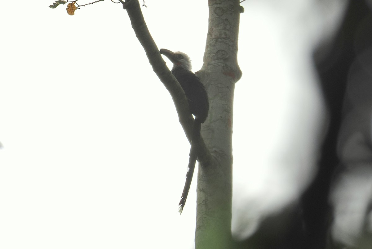 Western Long-tailed Hornbill - ML647337145