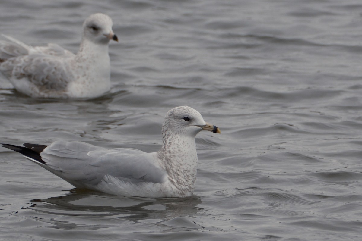 Ring-billed Gull - ML647337147
