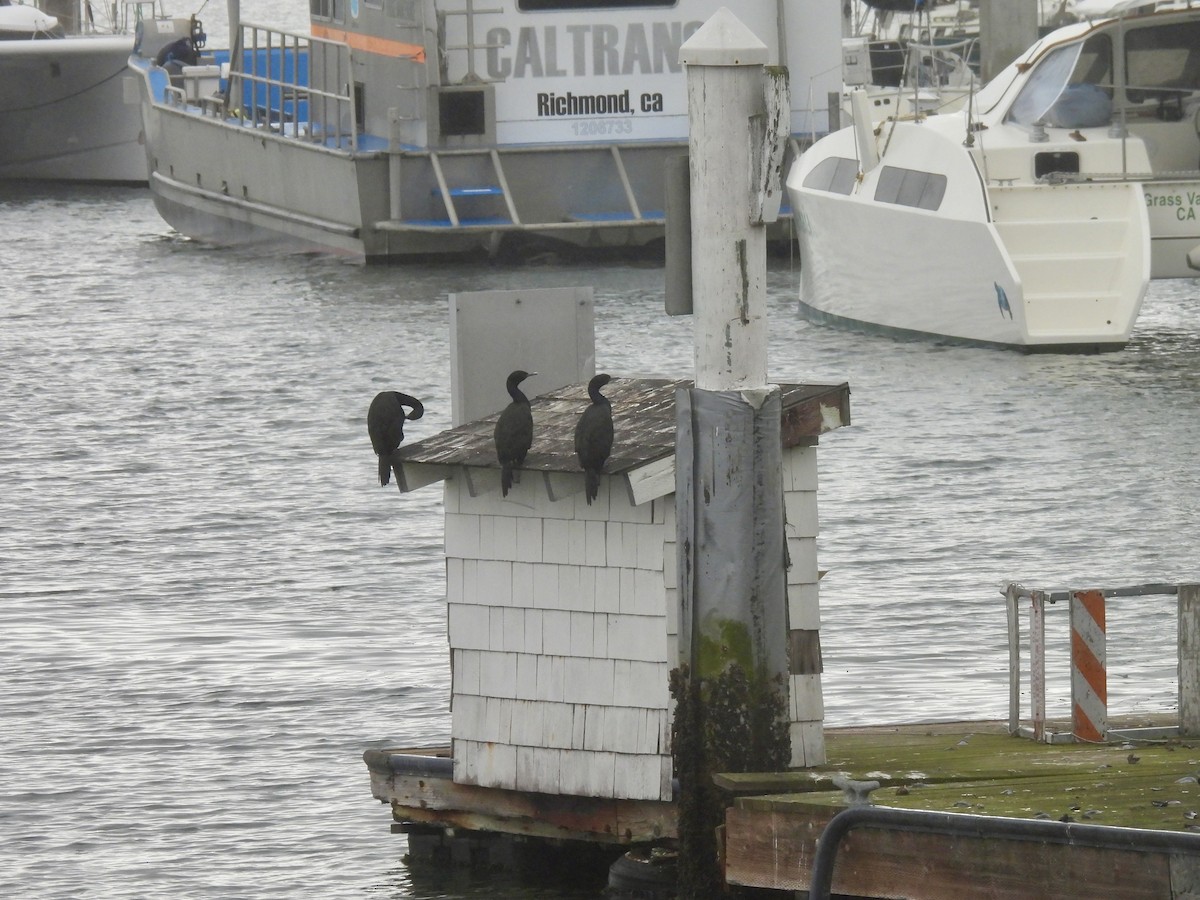 Meerscharbe - ML647337149