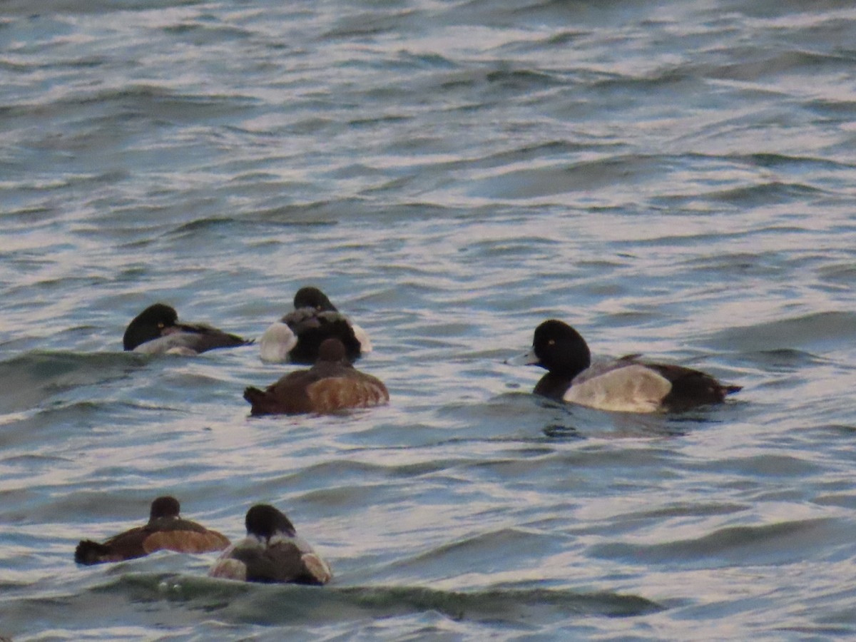 斑背潛鴨 - ML647337157