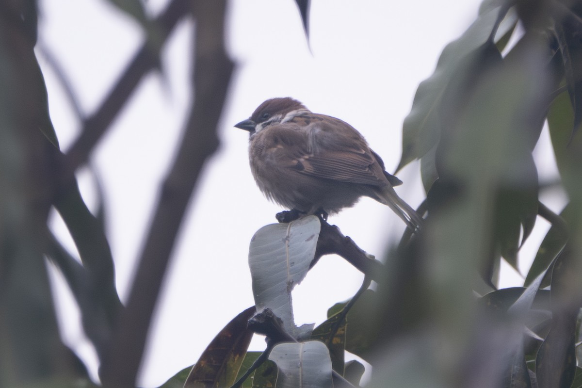 דרור הרים - ML647337160