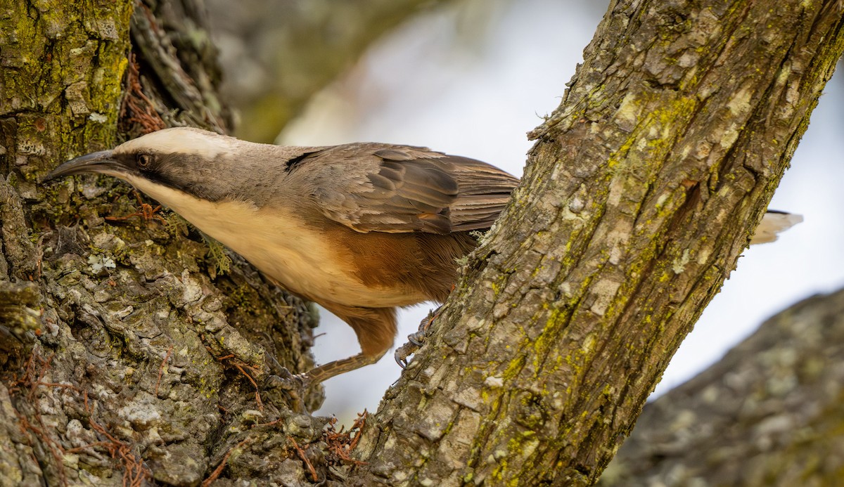 オーストラリアマルハシ - ML647337161