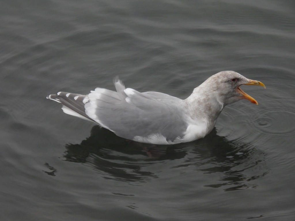 Beringmöwe - ML647337162