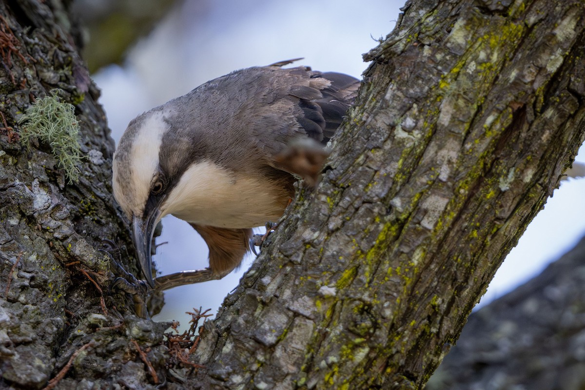 オーストラリアマルハシ - ML647337163