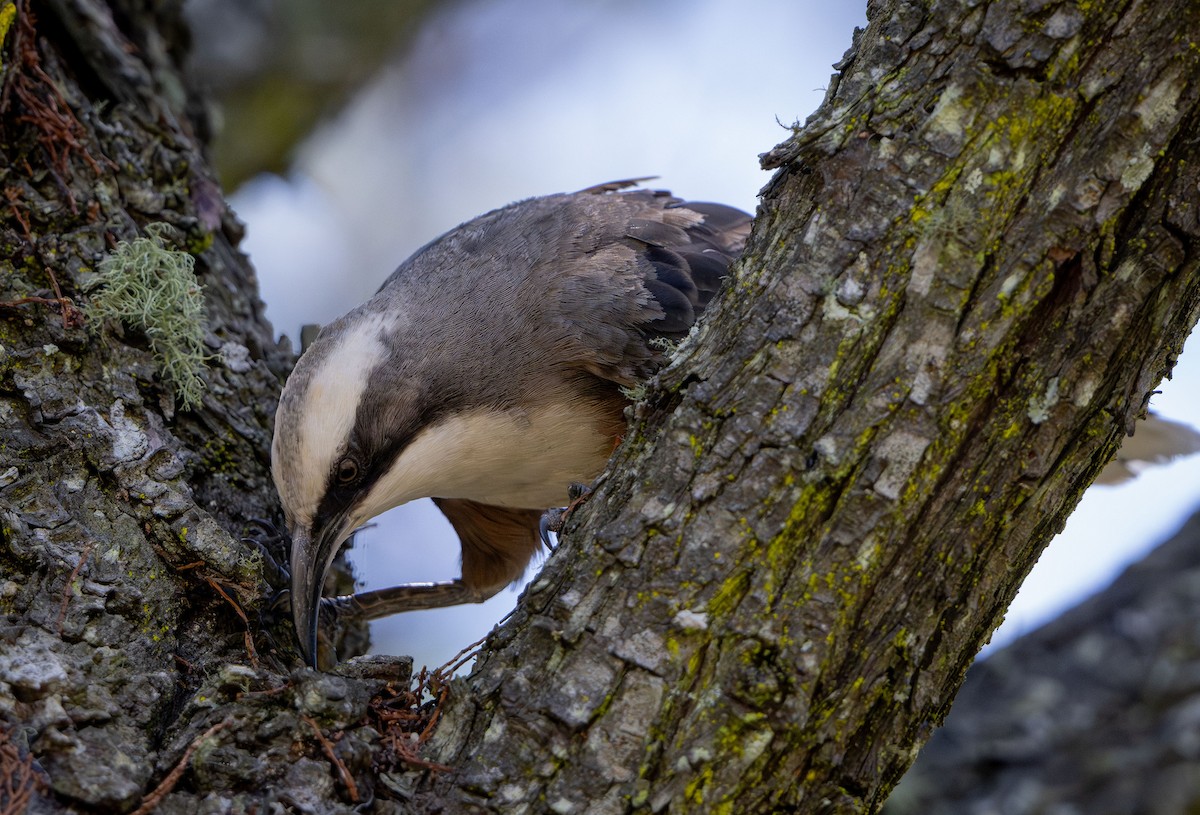 オーストラリアマルハシ - ML647337164