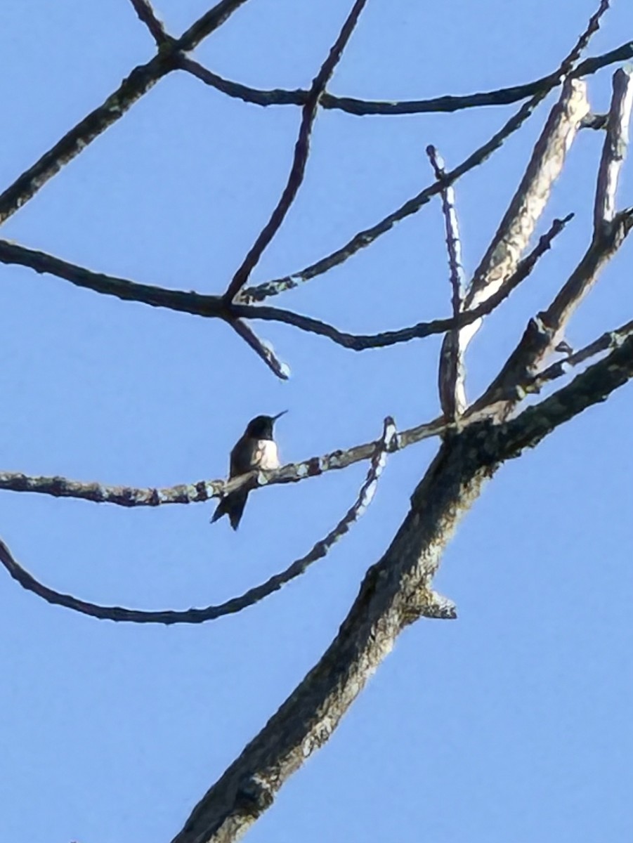 Ruby-throated Hummingbird - ML647337166