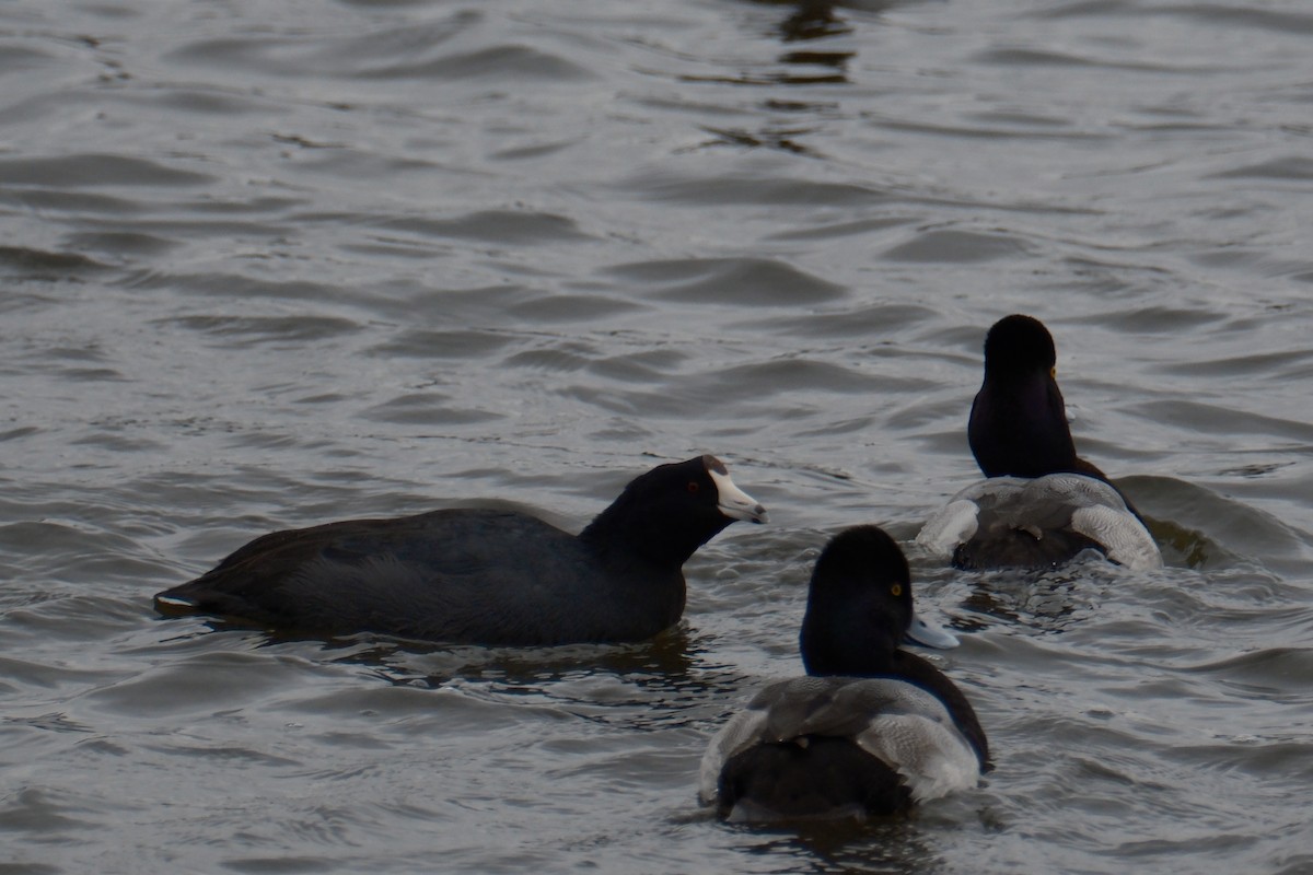 American Coot - ML647337168