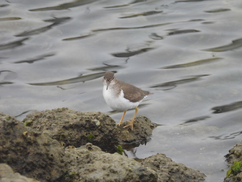 Drosseluferläufer - ML647337169