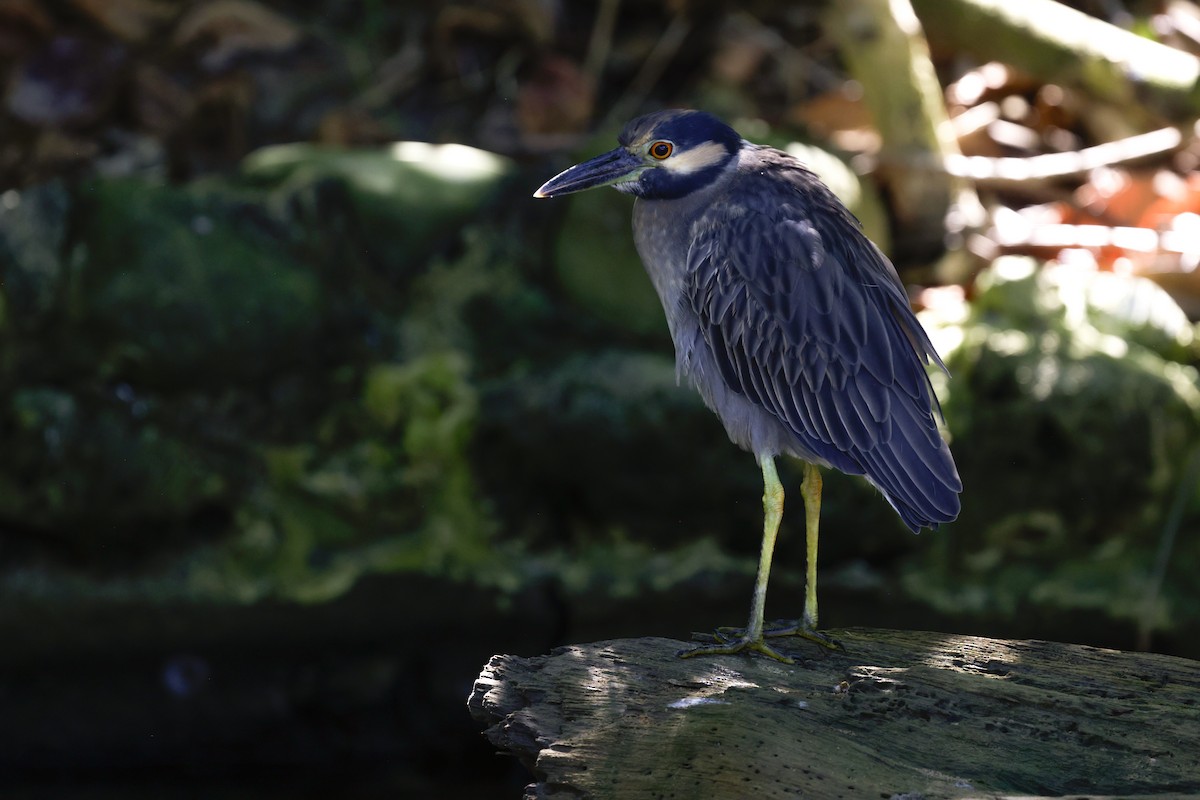 Yellow-crowned Night Heron - ML647337170