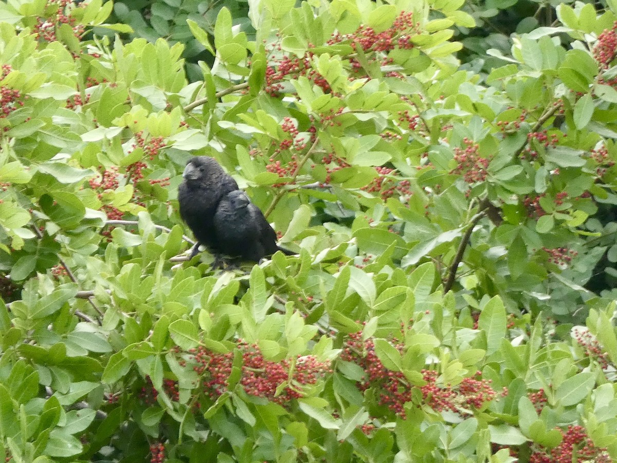 Smooth-billed Ani - ML647337173
