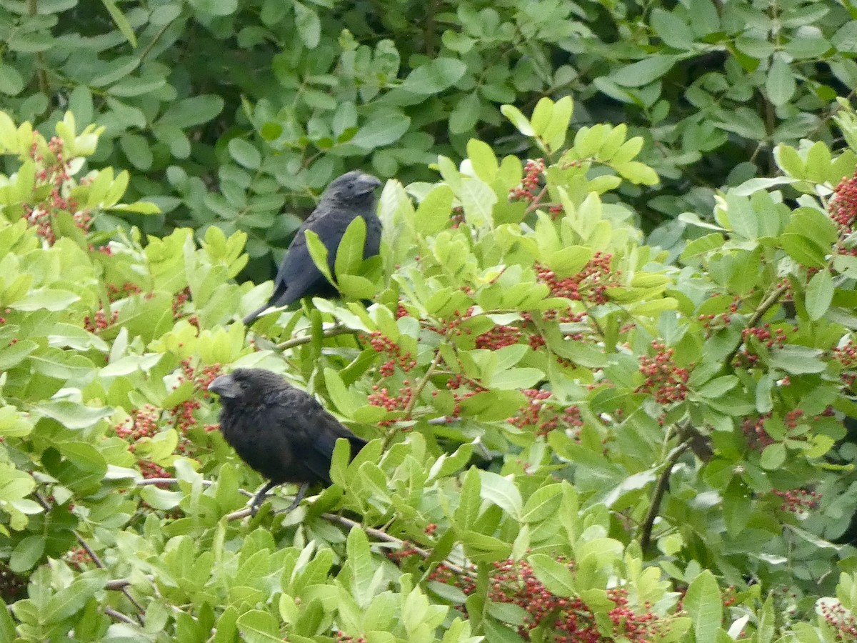Smooth-billed Ani - ML647337175