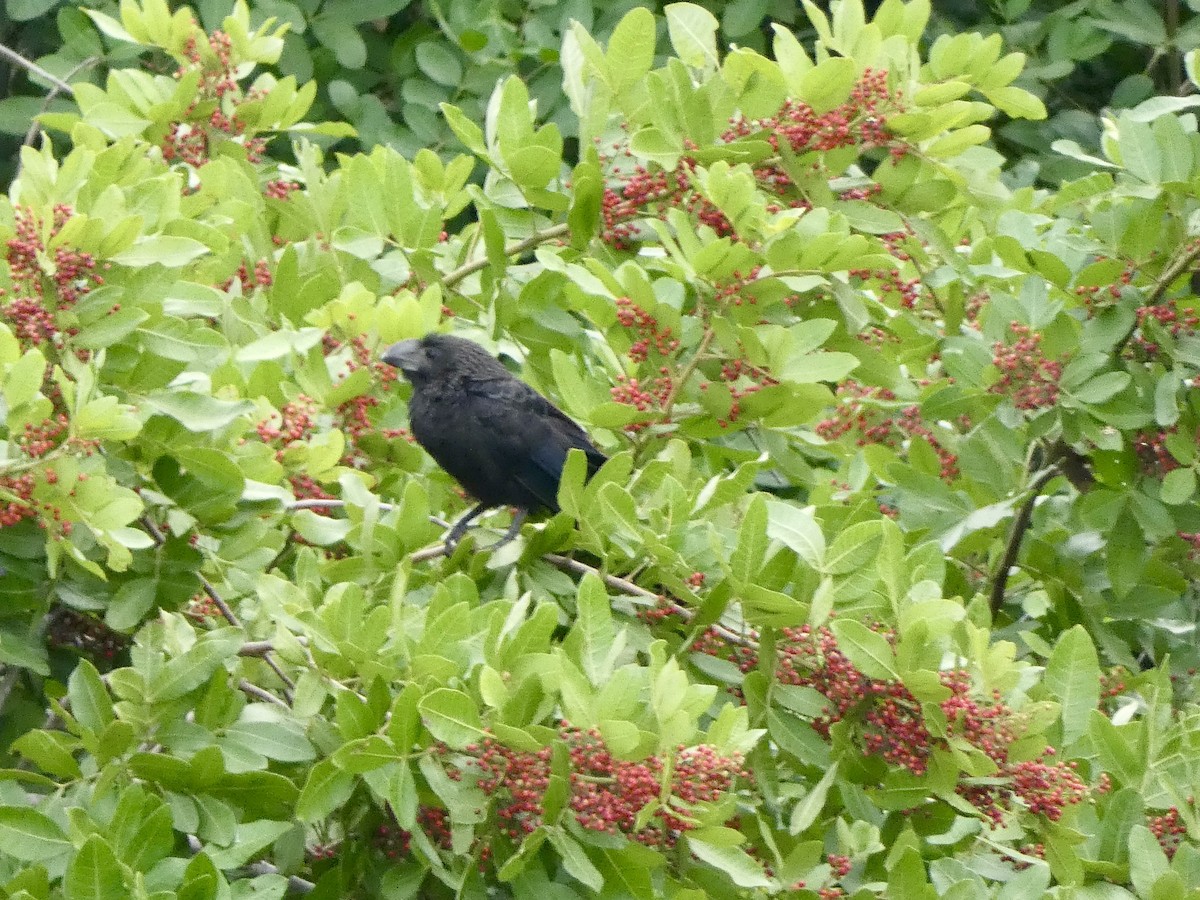 Smooth-billed Ani - ML647337178