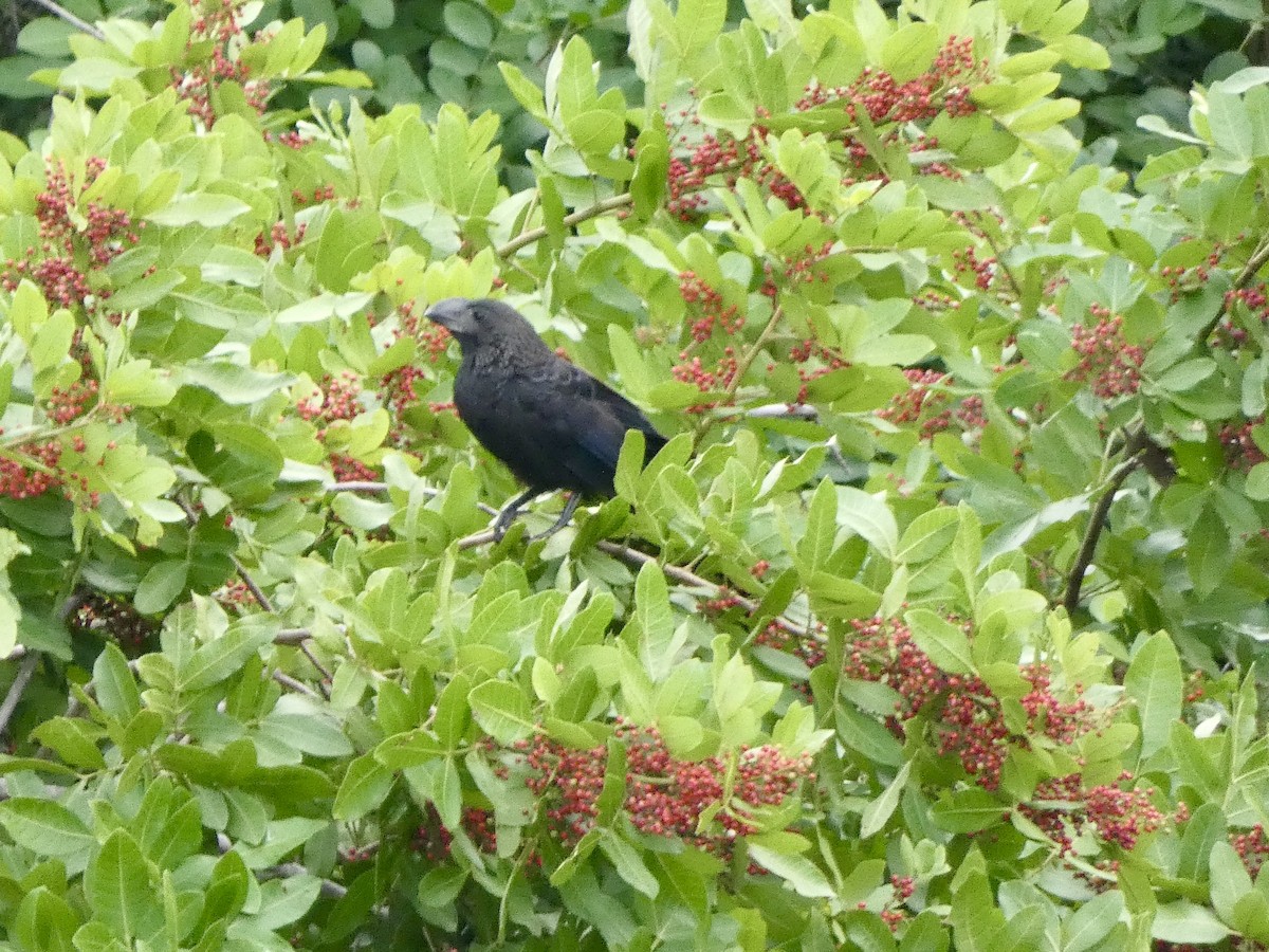 Smooth-billed Ani - ML647337180