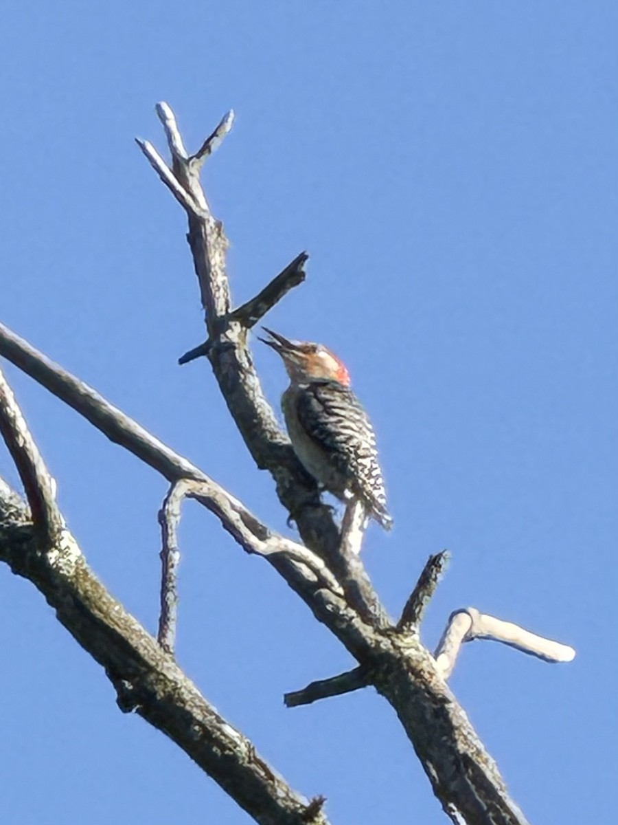 Red-bellied Woodpecker - ML647337190