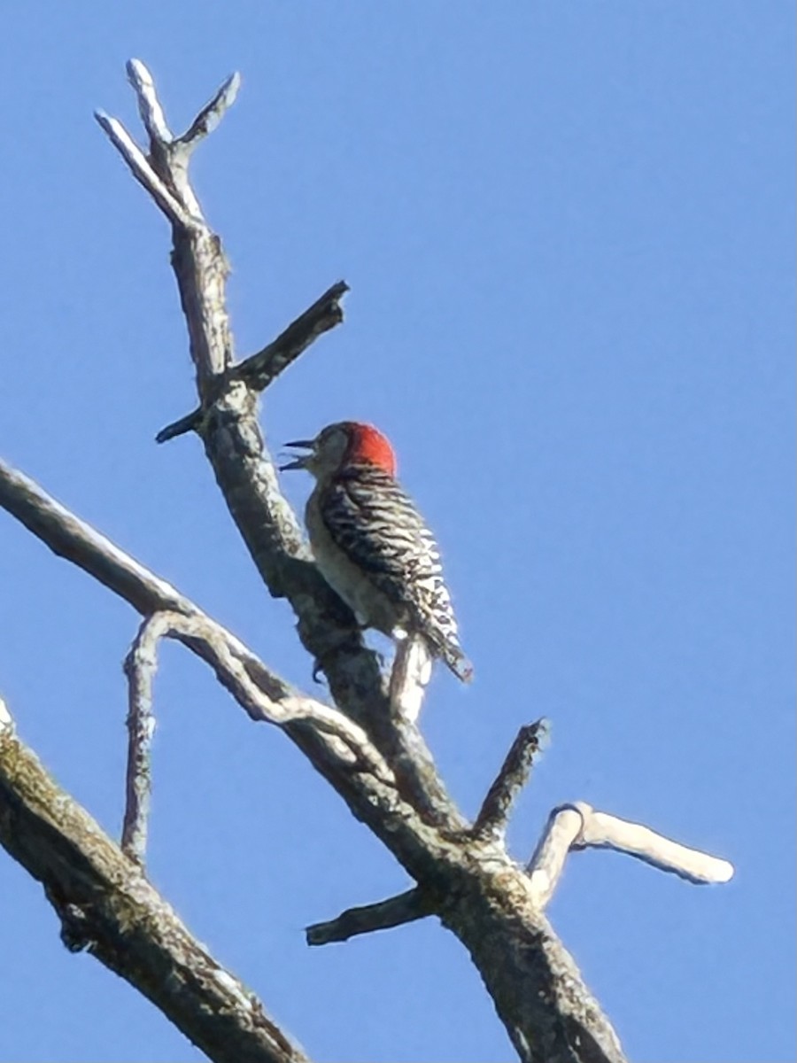 Red-bellied Woodpecker - ML647337191
