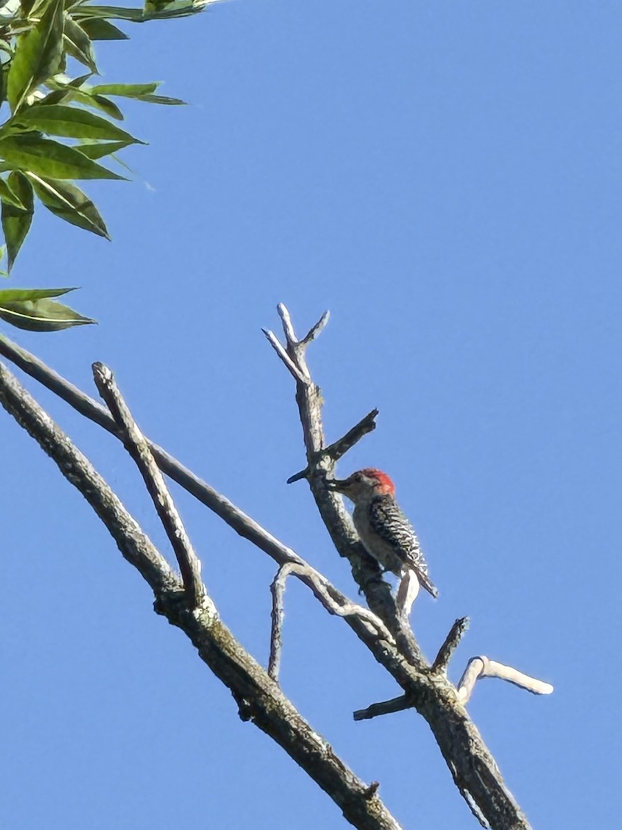 Red-bellied Woodpecker - ML647337192