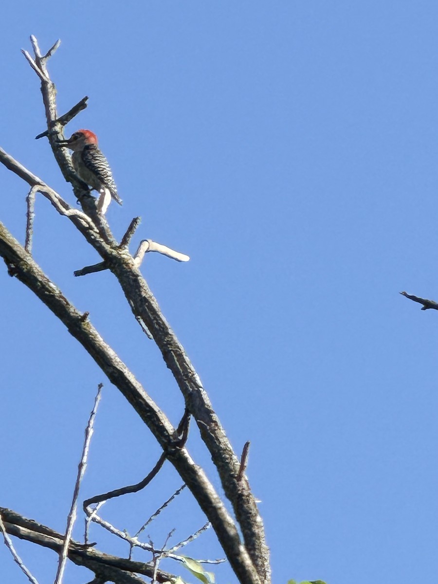 Red-bellied Woodpecker - ML647337193