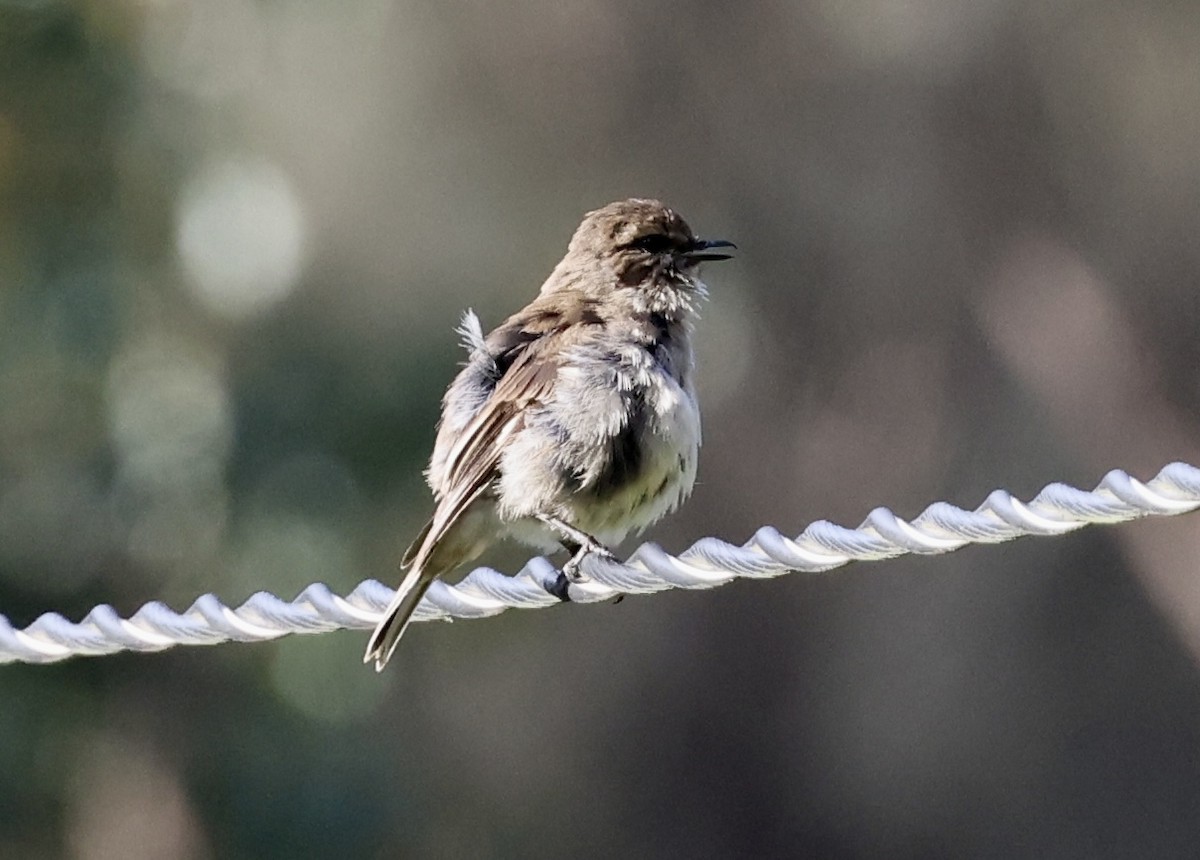 Королець брунатний - ML647337194