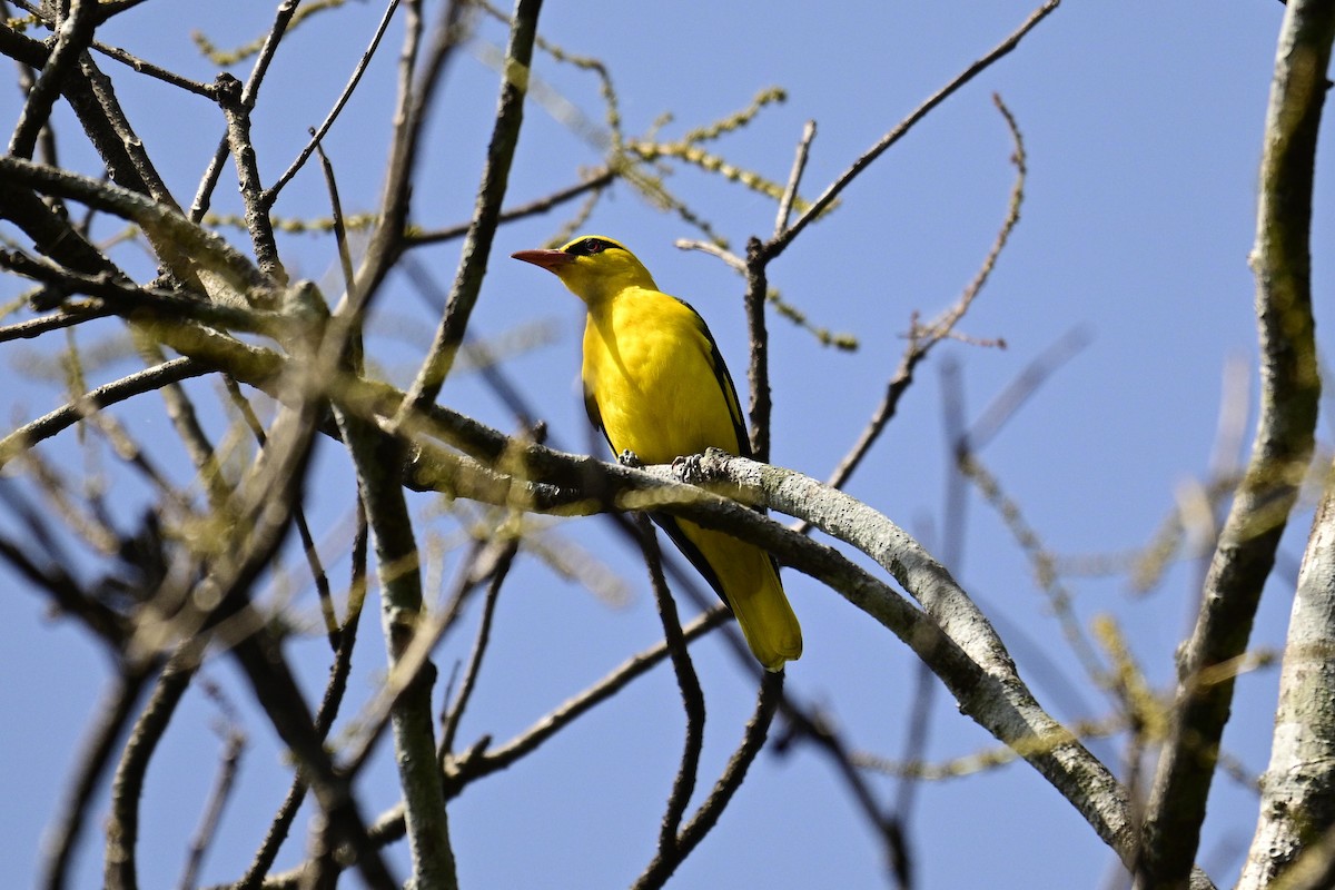 Indian Golden Oriole - ML647337207