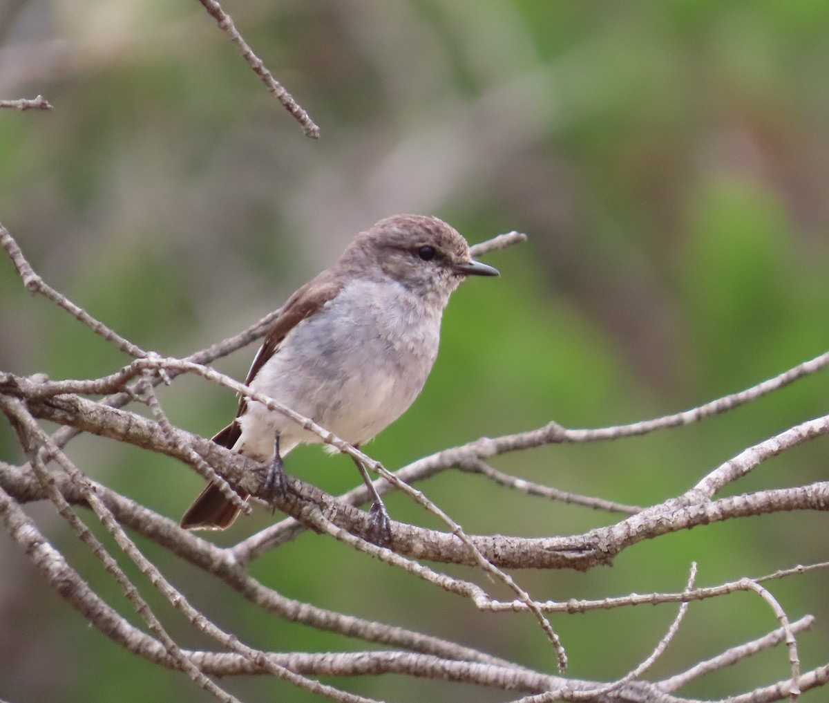 kutteflueskvett - ML647337212