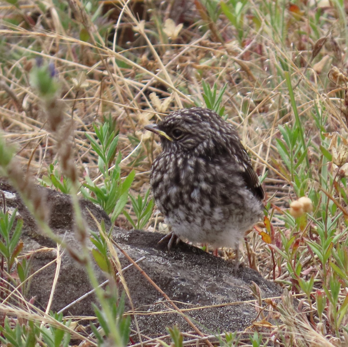 kutteflueskvett - ML647337213