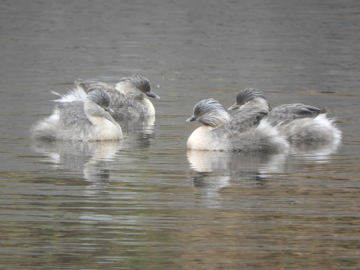 Zampullín Canoso - ML647337218