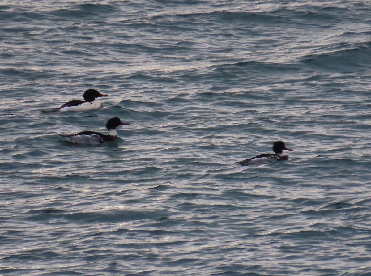 Tarakdiş - ML647337219