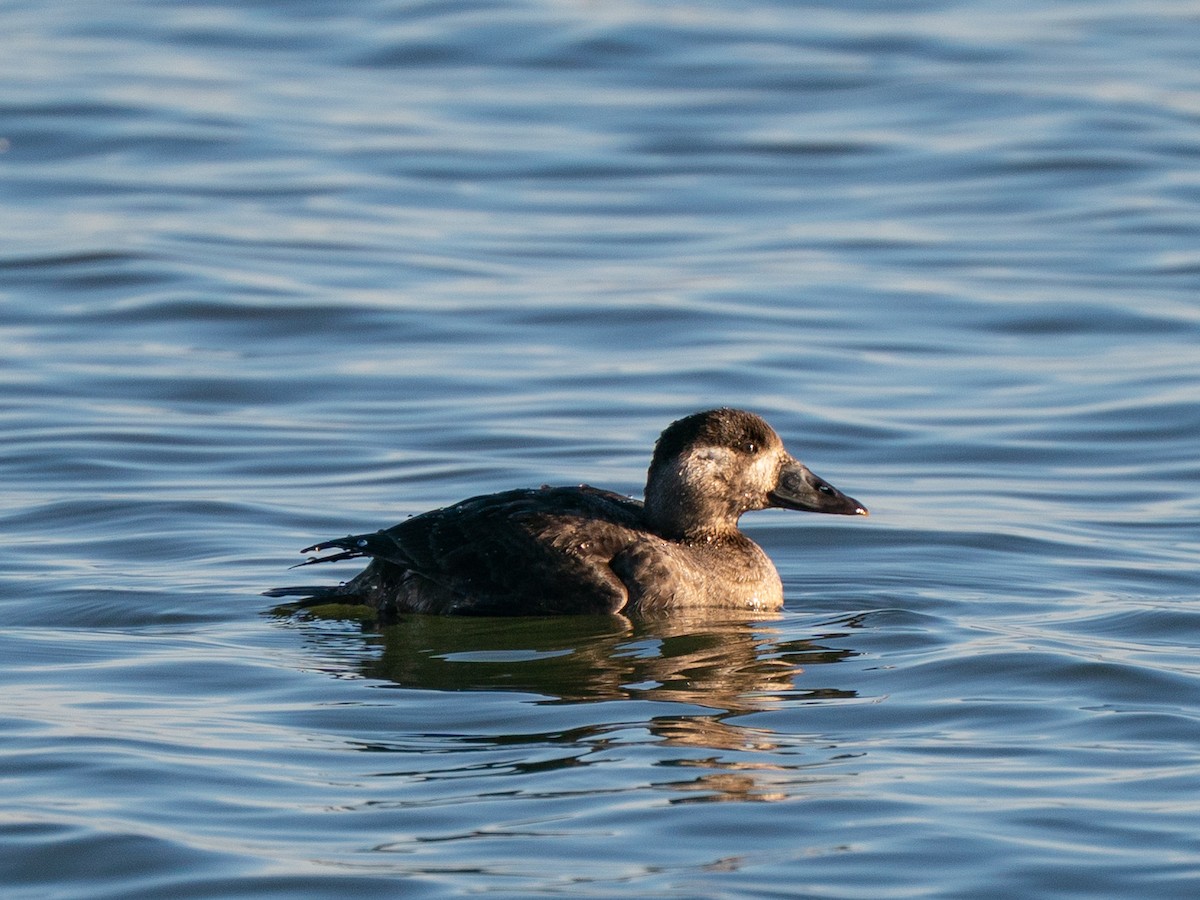 Surf Scoter - ML647337226