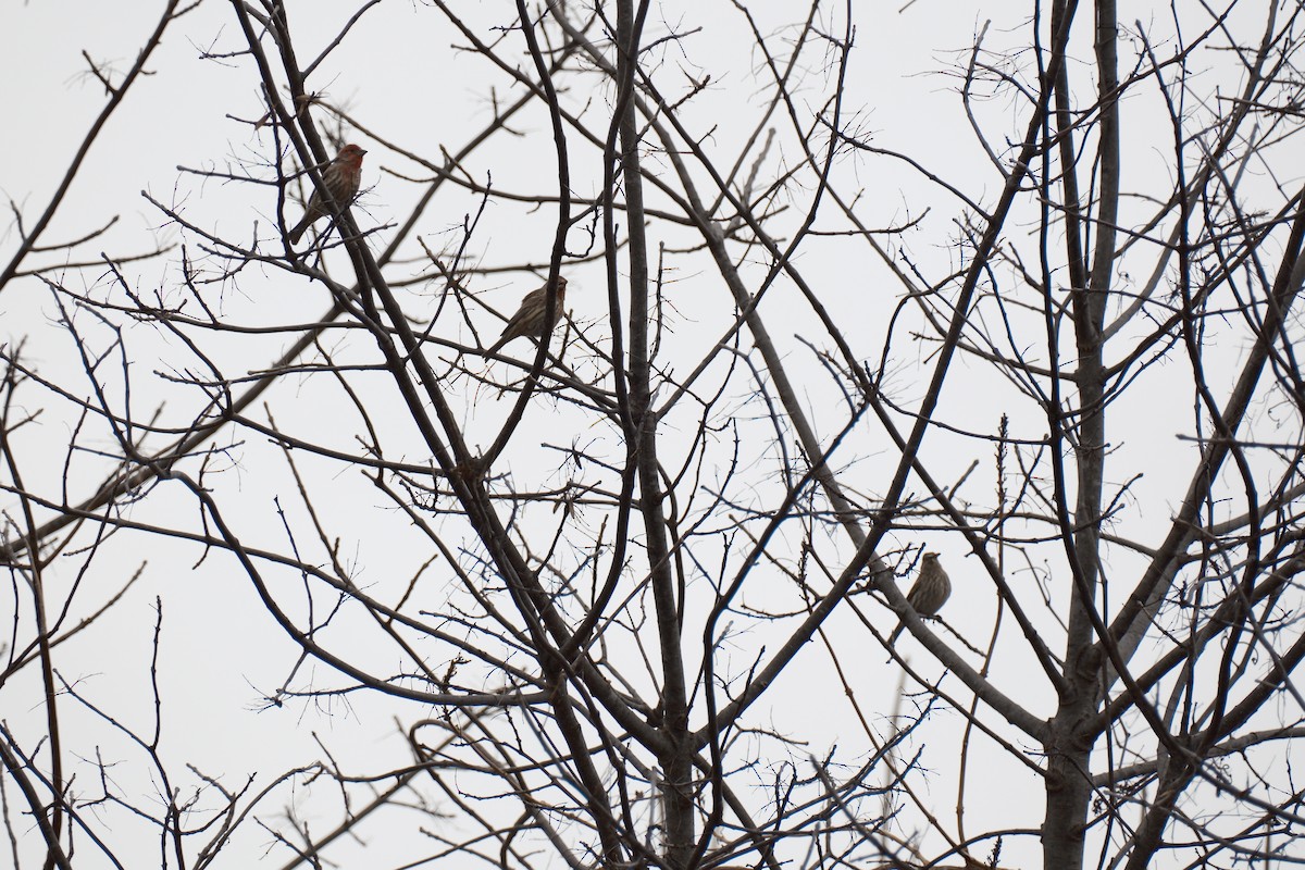 House Finch - ML647337228