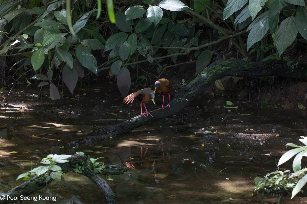 Russet-naped Wood-Rail - ML647337229