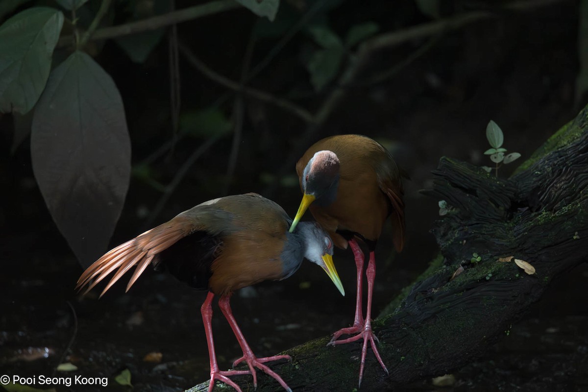 Russet-naped Wood-Rail - ML647337230
